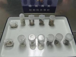 福州海关截获30只成虫：含4只亚洲最大的蜈蚣