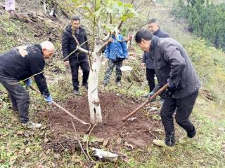 广元朝天区：秋冬核桃管护忙 来年丰收有保障