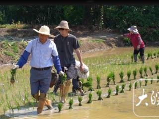 “候鸟”式水稻育种技术员：30年坚守田间科研梦