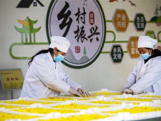 邯郸复兴区：林下套种金丝菊 一地两用促增收