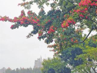 厦门今日雨渐歇气温不高 明起晴好小幅回暖