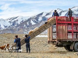 新疆博州：护航牧民冬季转场