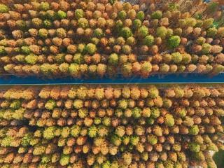 每一眼都是惊艳！济南东郊那片巨大的水杉林变红了