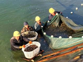 山东乐陵：废旧池塘养泥鳅 拓宽乡村振兴路