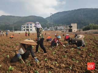 万山鱼塘乡：稻油轮作打造“一地多收”好丰景