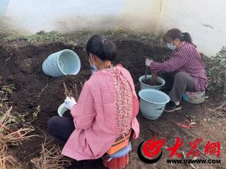 60万盆菏泽牡丹进入“催花季” 预计春节前上市