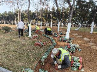 冬日添彩！20万余株羽衣甘蓝扮亮烟台城市景观