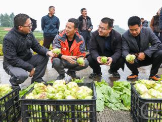 早市鲜食青菜头试种成功