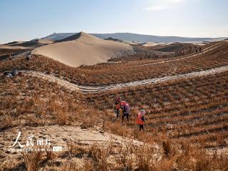 甘肃金塔：冬季压沙筑牢生态安全屏障