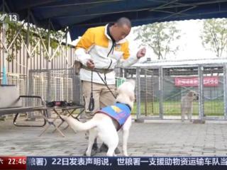 “是伙伴，也是家人” 爆火出圈的导盲犬“么么”是如何训练的？