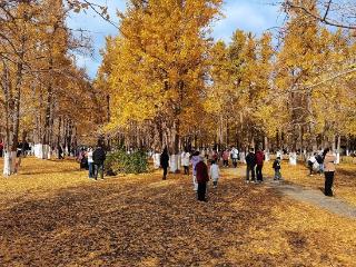 临沂：落叶缓扫 生生园银杏林满地铺金