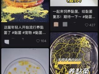 最近风很大的黏菌宠物到底是什么？记者体验：干净又安静