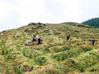 关岭县麻龙村：茶园管护忙 静待茶飘香