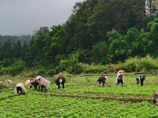 桐梓：秋冬种稳步推进 播种油菜12.5万亩