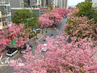 广西柳州：“粉色花路”景如画