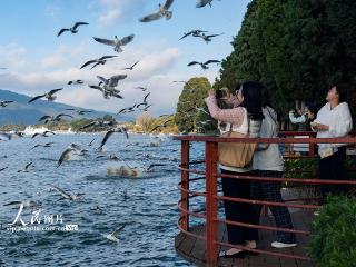 云南昆明：湿地公园人鸥同乐