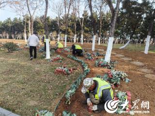 烟台市城管局园林建设养护中心：栽植羽衣甘蓝 扮靓初冬城市