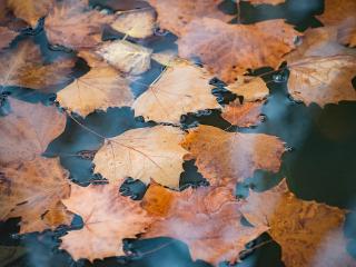 临沂：初冬水中落叶