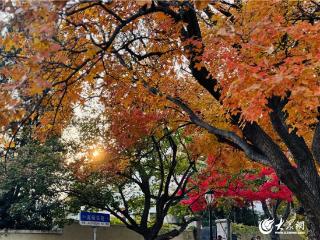 错过再等一年！快来抓住青岛八大关最美秋景的“尾巴”