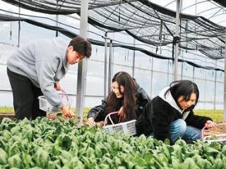 港澳学子香零山里访“种菜”