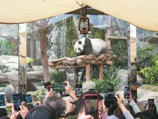 香港海洋公园庆祝首对“港产”大熊猫满百日