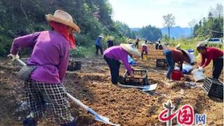 湖南花垣扩面种植200亩玉竹 加大支持力度