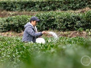 茶园冬季管护 助力春茶丰收