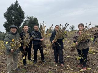 四川省乐至县东山镇云台村首批试点富硒大豆喜迎丰收