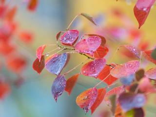 临沂：初冬雨中的乌桕叶