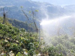 四川青川：“白叶一号” 冬管正当时 东西协作助力茶产业腾飞