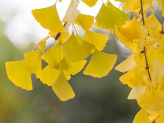 临沂：滨河景区银杏叶染黄