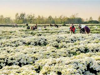 盐城响水：菊花丰收促民富