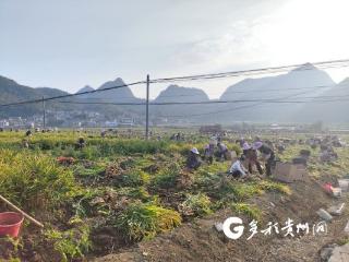 镇宁扁担山镇：田间忙碌好“丰”景 助农增收好“姜”来