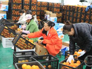 脐橙热销海外 果农赶单增收