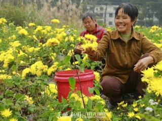 松桃：菊花绽放 绘就美好“钱”景