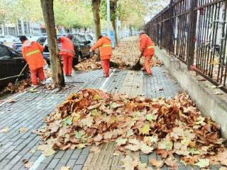 每天落下近千吨“秋色”，郑州主城区的落叶都去哪儿了