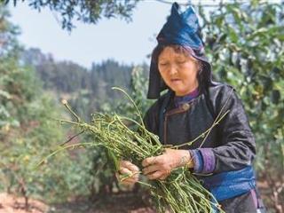 中药为何少有耐药性（新视野）