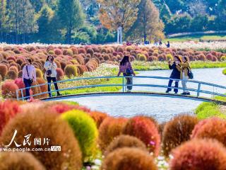 上海：五彩地肤草迎客来