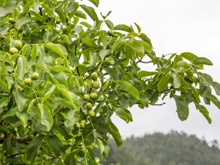 缙云丨冰泉：故乡的核桃树