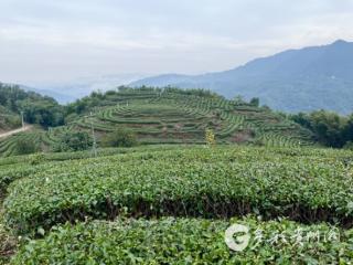 赤水大同镇：冬日茶园管护忙 蓄势春朝满“丰”景