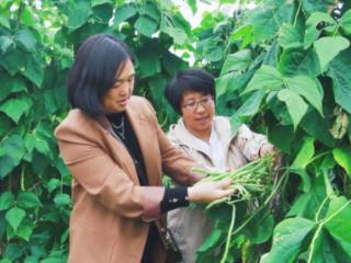 关岭县自育蔬菜新品种助力产业高质量发展