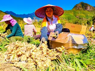 广西蒙山：特色姜产业助农增收