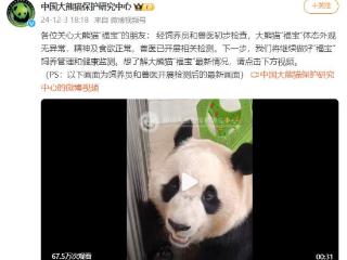 中国大熊猫保护研究中心：“福宝”体态外观无异常，精神及食欲正常