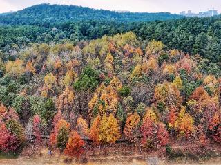 【高清组图】贵阳惊现绝色彩林，浓度媲美川西