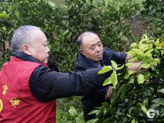 赤水宝源：柑橘“冬眠”管护忙 来年果飘香