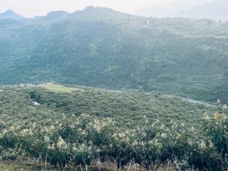 大方县大山乡：枇杷花开迎客来