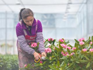 百里杜鹃：年宵花筹备忙