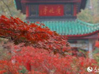 湖南长沙：岳麓山“枫”景如画