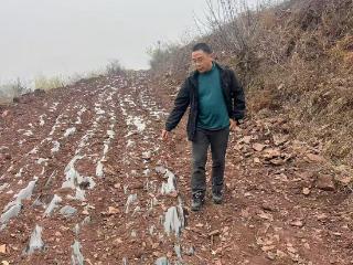 青岛科技大学省派第一书记带领村民黄精种植 开辟村民致富新路径