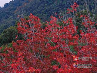 鼓岭枫叶正当红 快去赴一场限定的赏枫盛宴